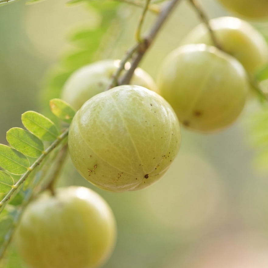 AMLA