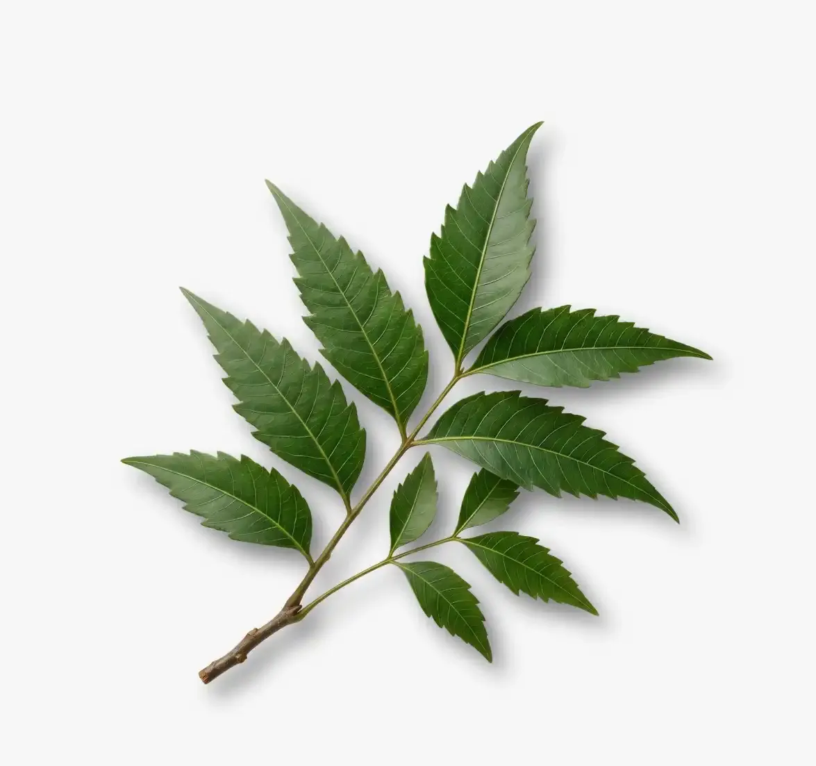 Neem
