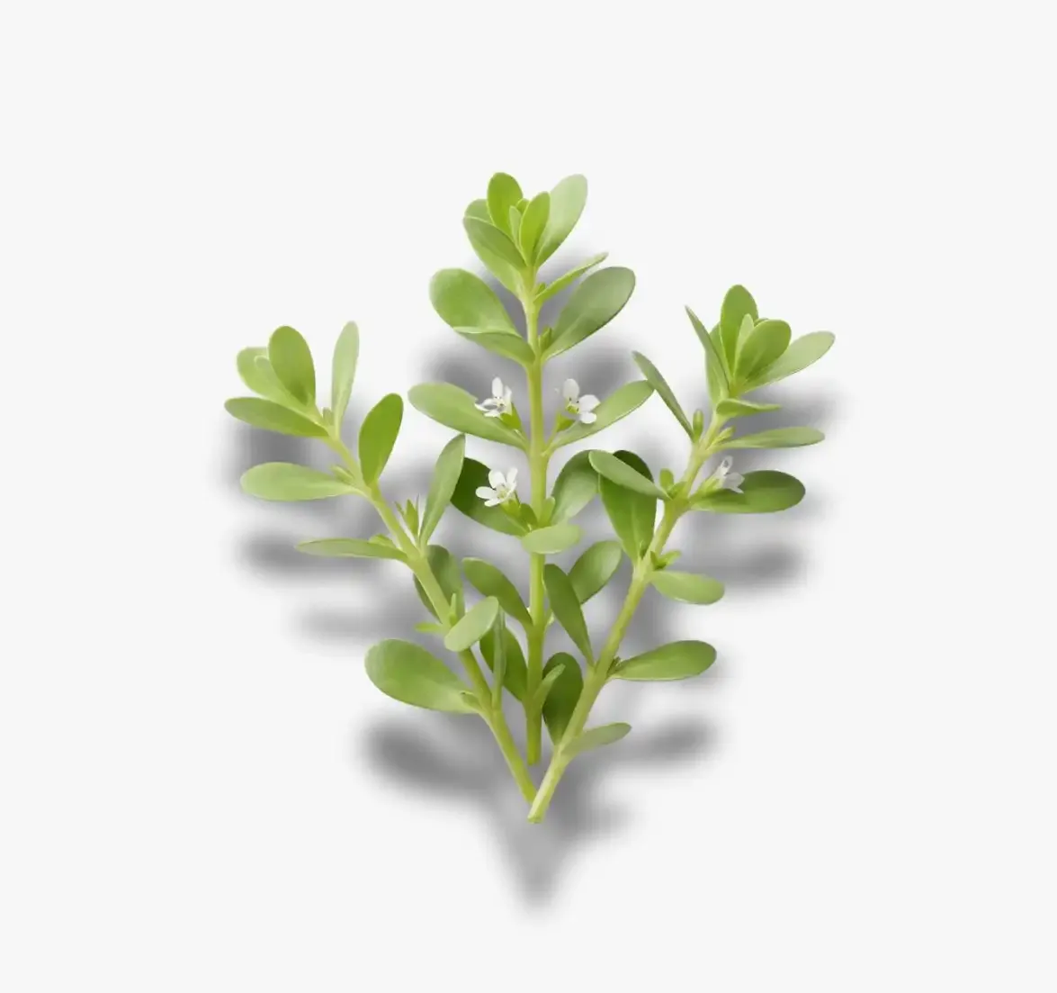Brahmi