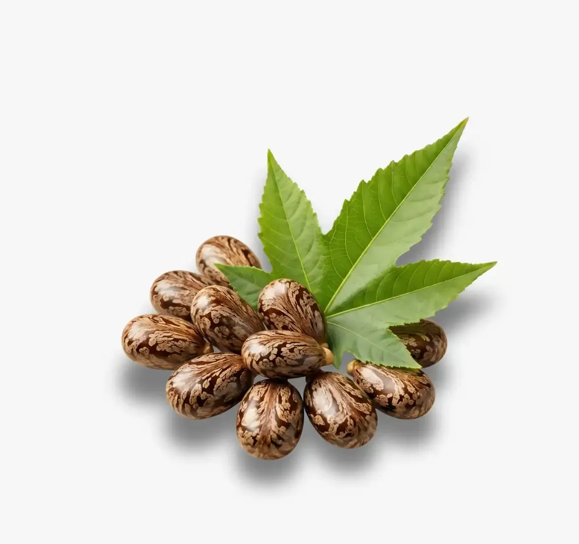 Castor Oil