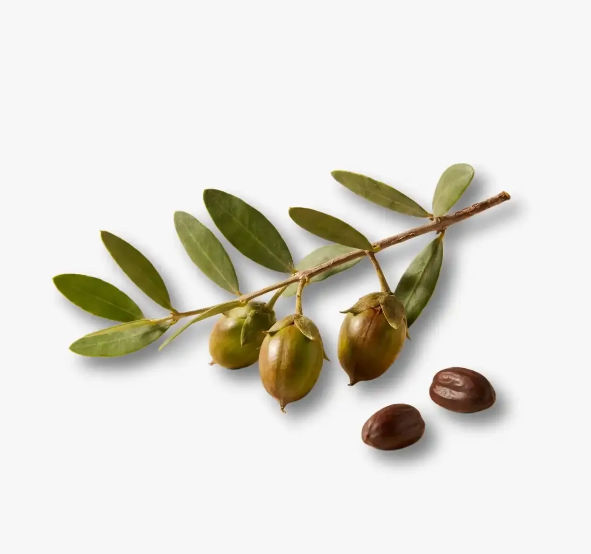 Jojoba Oil