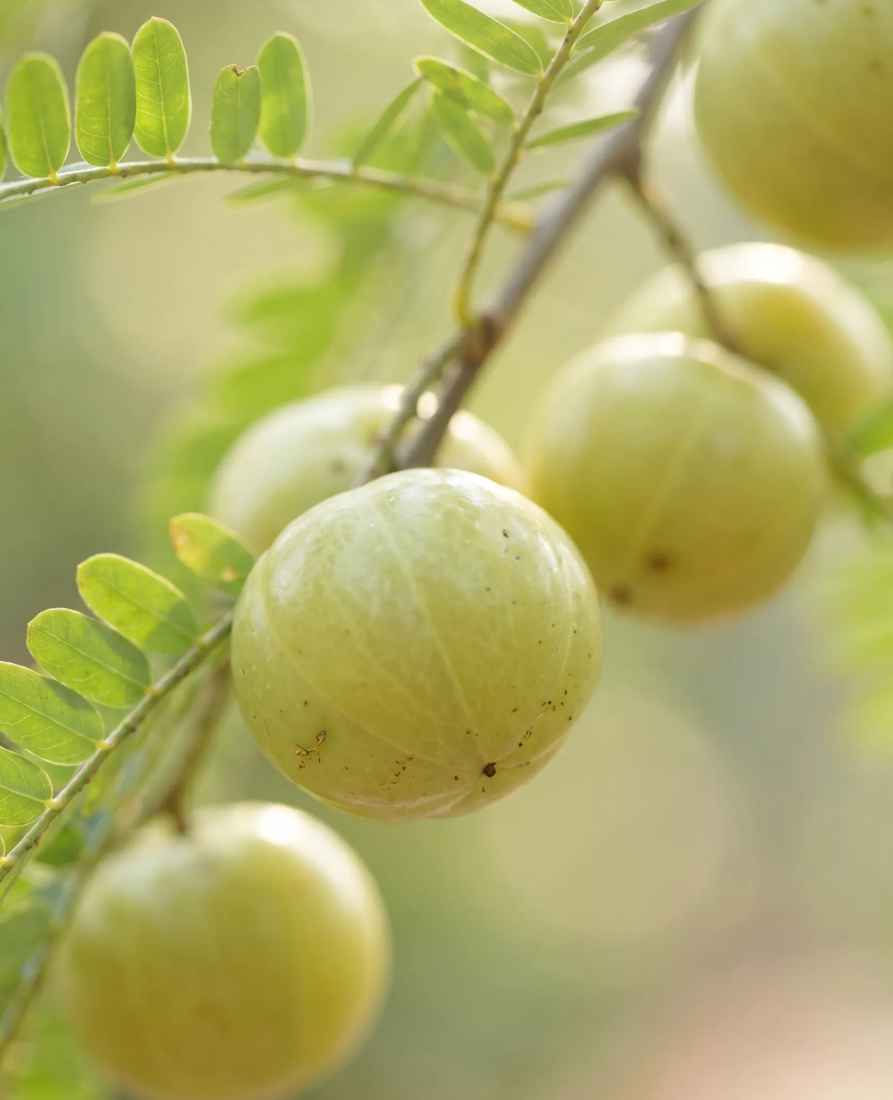 Rooted in Nature, Refined by Science